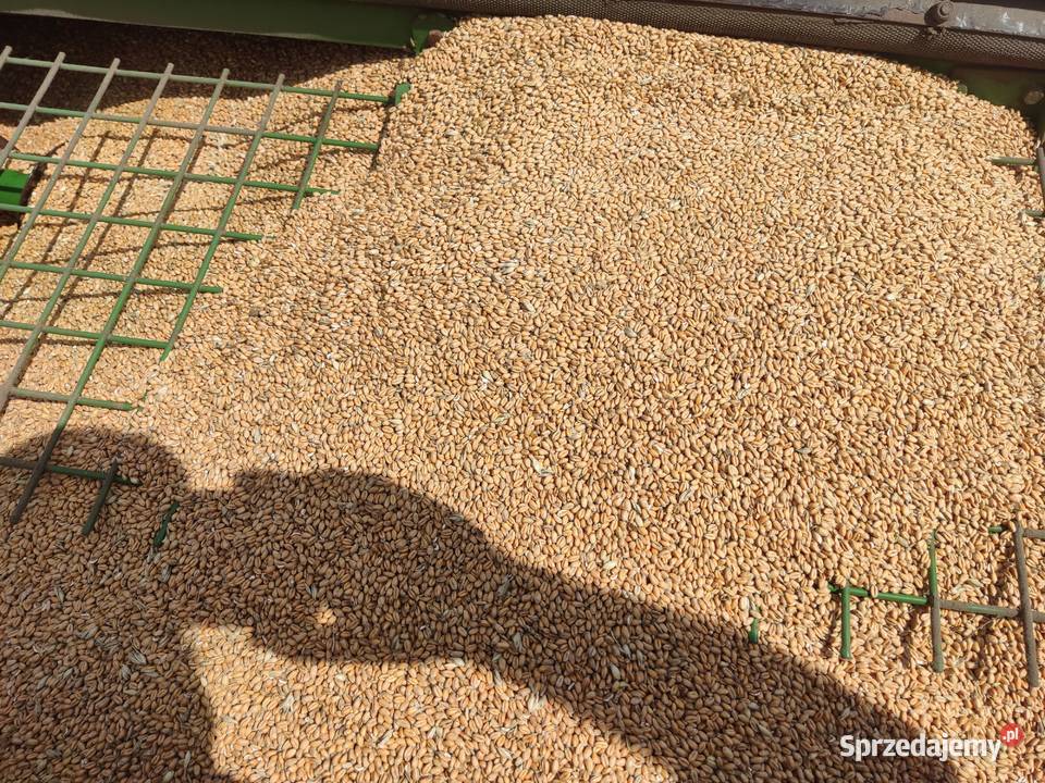 pszenica wysokobiałkowa kur na karmę zwierząt Karmy i pasze Chełm