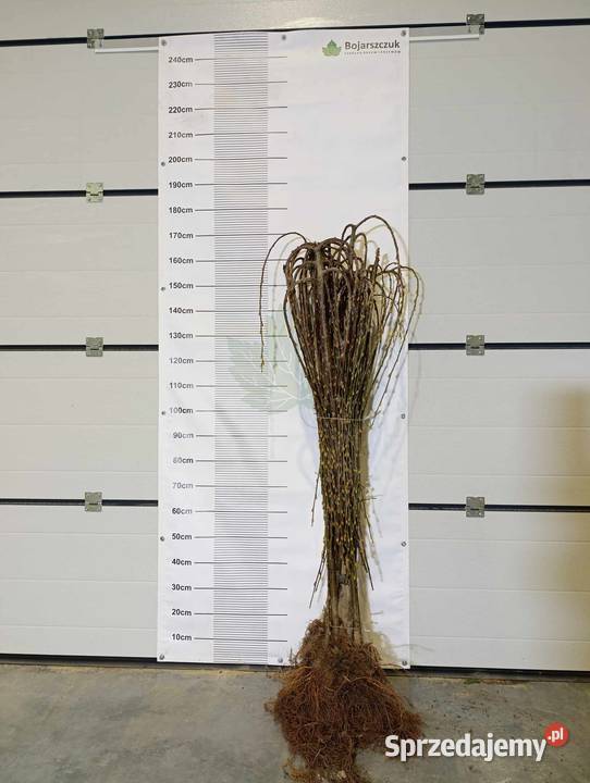 Sadzonki wierzby szczepionej na pniu IWA HAKURO lubelskie