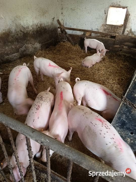 Sprzedam prosięta Lekaszyn