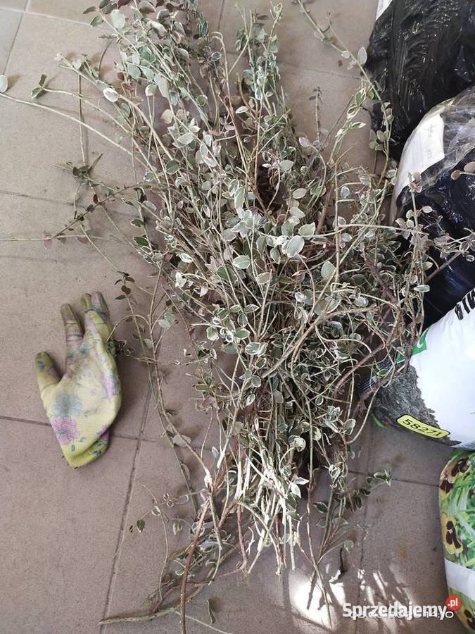 Trzmielina pnącze cięte śląskie