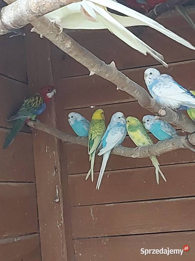 Nimfy i faliste lubuskie Bogdaniec