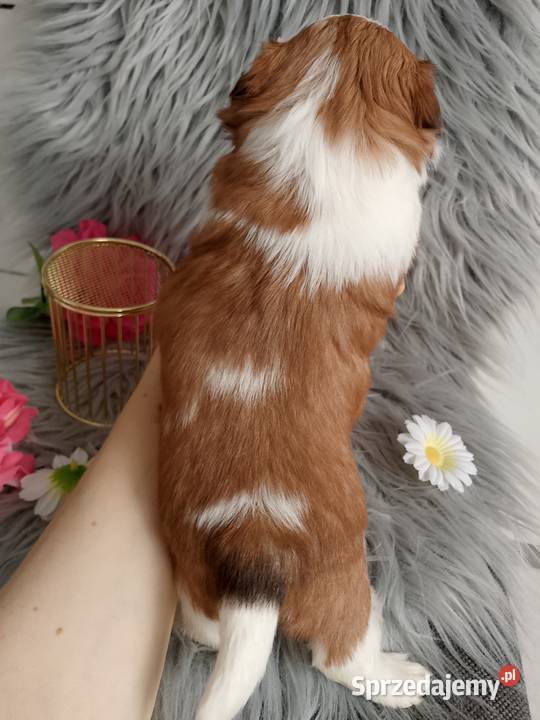 Suczka rasy ShihTzu biało złota Namysłów