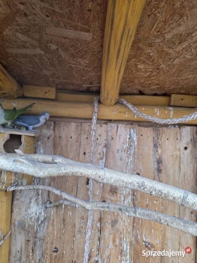 Mnicha nizinna Para Legowa Sulmierzyce