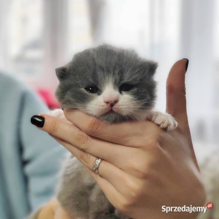 Kot brytyjski szkocki śląskie Częstochowa