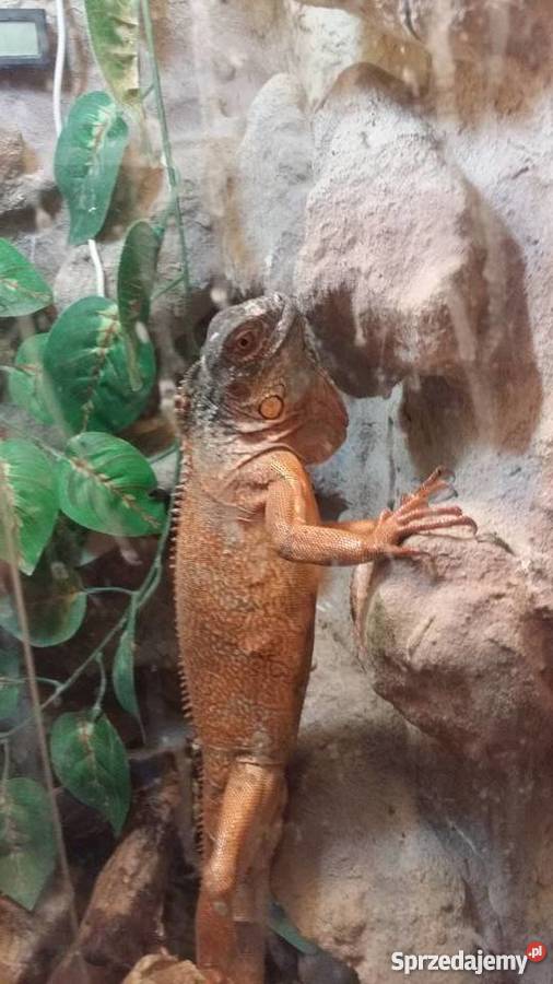 Legwan zielony odm RED młody terrarium lubelskie Kraśnik sprzedam