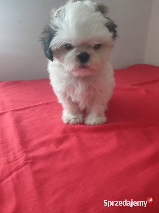 Piesek SHIHTZU łódzkie Wieluń