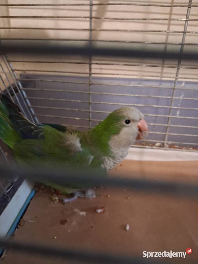 Nizinna ona świętokrzyskie Sandomierz