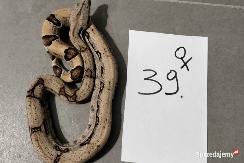 Boa cesarskie samice hypo cb26 Połomia
