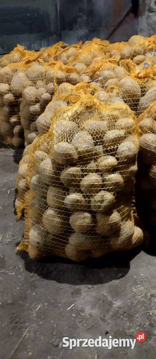 Ziemniaki Bell Rossa vineta cebula czosnek por Chełm