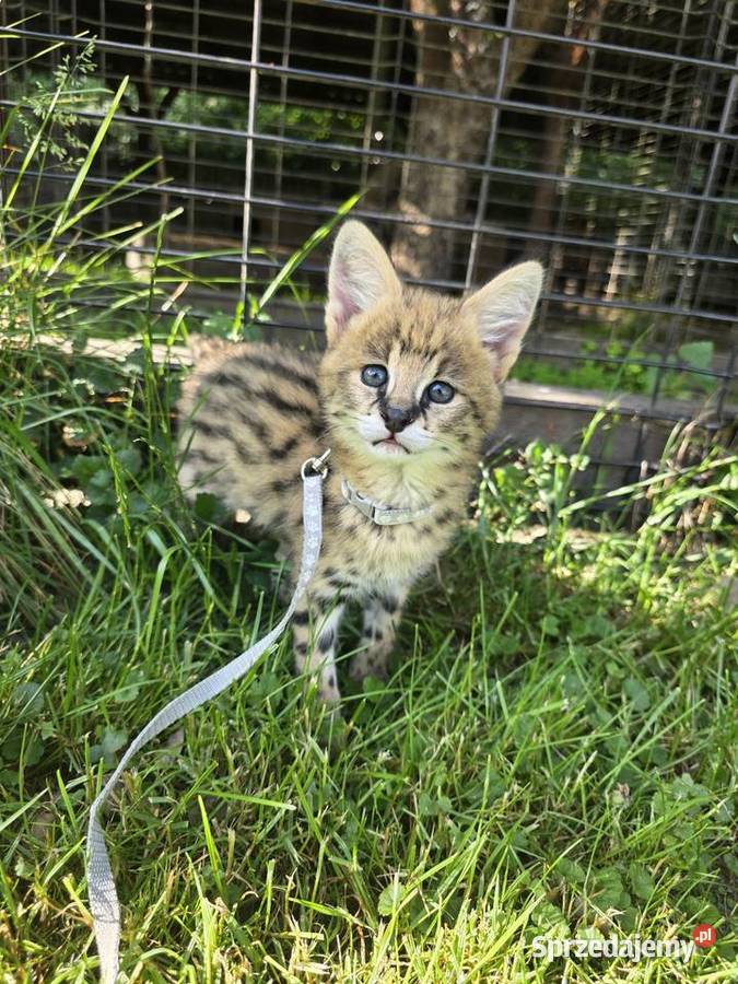 Serwal sawannowy serval afrykański ręcznie Pozostałe Kraków
