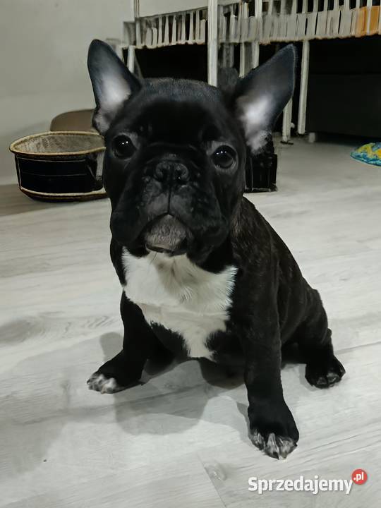 Buldog Francuski Szczenięta Buldog łódzkie Moszczenica