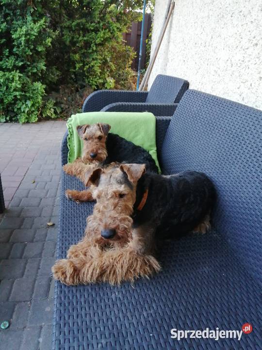 Terier walijski szczenięta wielkopolskie Mosina sprzedam