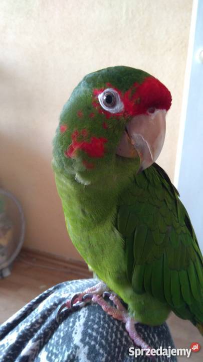 Konura maskowa Kraków sprzedam