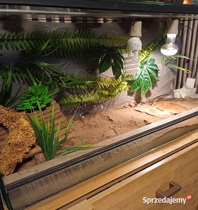 Terrarium z wyposażeniem 100x40x40 Sączów