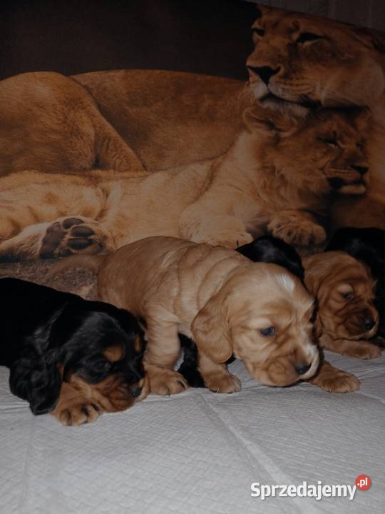 Śliczne Szczenięta Cocker Spaniel Angielski