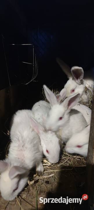 Króliki mieszance lubelskie
