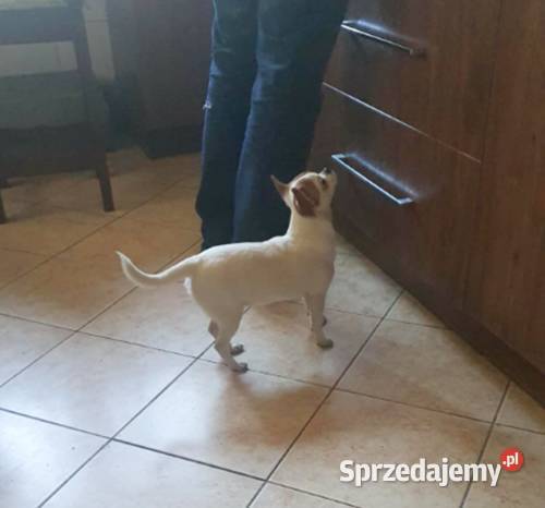 Chihuahua suczka biała 8 miesięczna Chihuahua Chihuahua Częstochowa