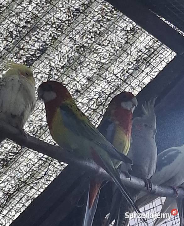 Papugi rozele krolewskie sprzedam