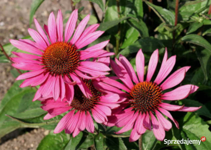 JEŻÓWKA Echinacea Magnus Superior - sadzonki w doniczkach