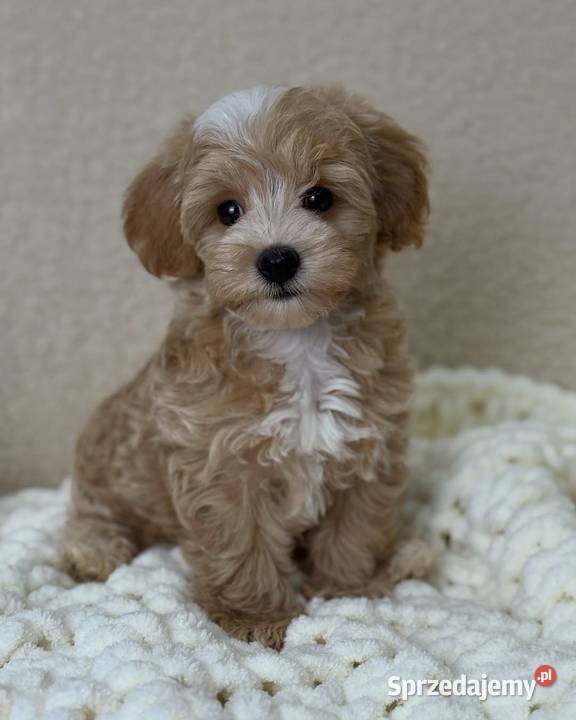 Maltipoo mini Kraków