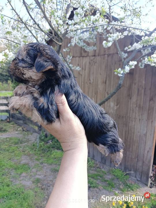 Yorkshire terrier dziewczynka Mochała