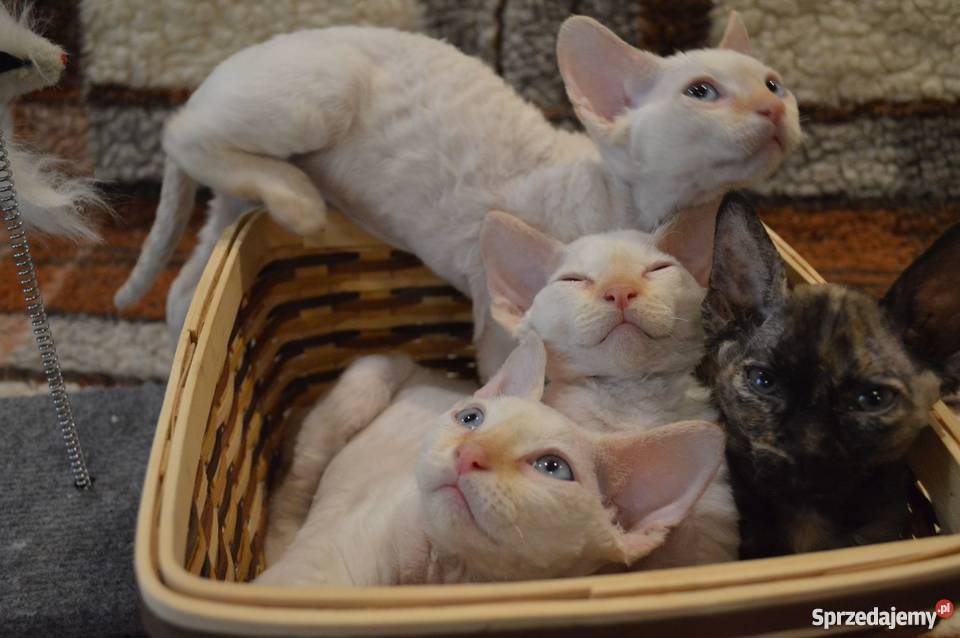 Devon Rex śliczne kocięta championie Koty Warszawa