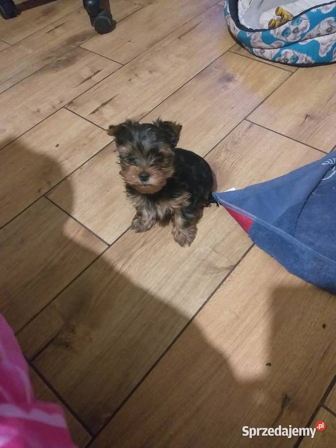 Sprzedam pieska yorka mazowieckie Płock