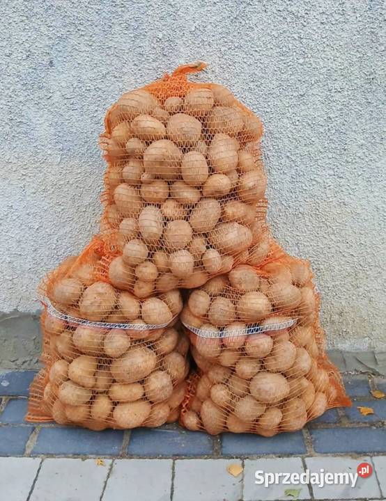 Ziemniaki jadalne Soraya hurtdetal Zelgoszcz