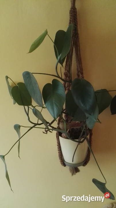 Sprzedam kwiatka w doniczce monstera dziurawa
