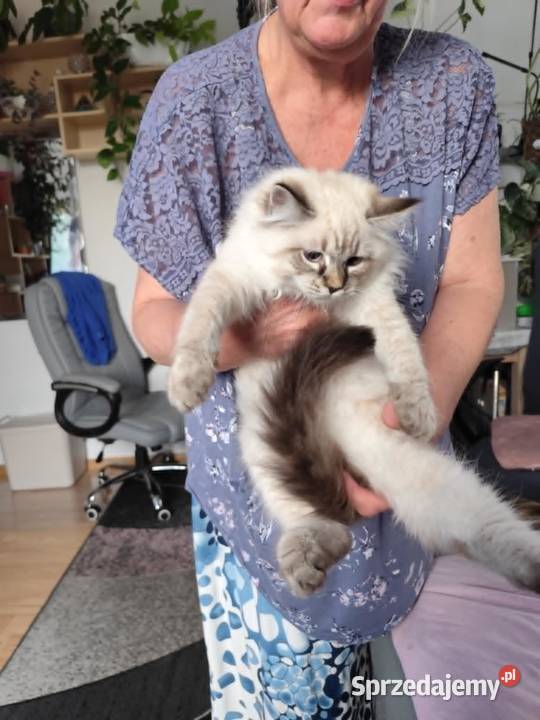 Kotki Neva masquerade FifeFPL mazowieckie Żyrardów