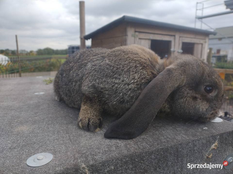 sprzedam samiczka baran francuski kujawsko-pomorskie