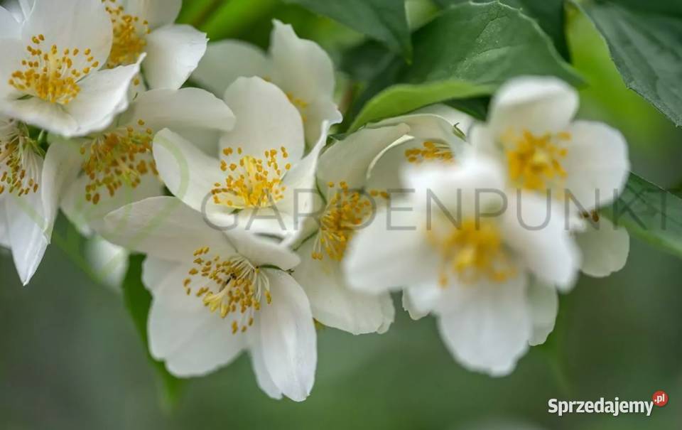 Jaśminowiec philadelphus różne odmiany Knurów