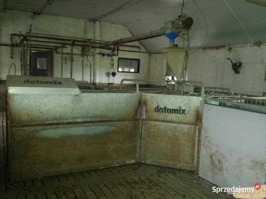 Stacja żywienia loch macior Skiold Datamix mazowieckie Gostynin