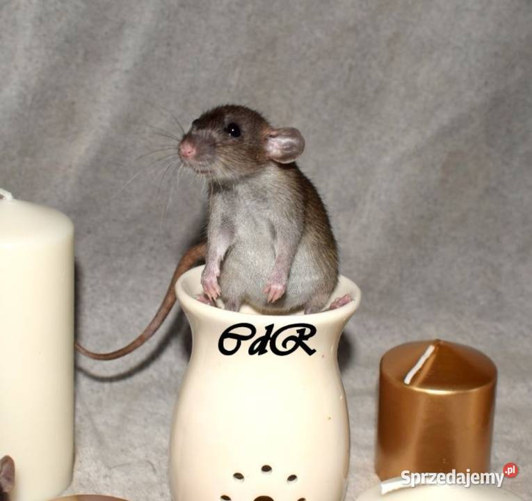 Szczury szczurki szczur dumbo dumbo rex