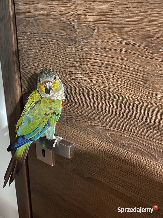 Papuga rudosterka czerwonobrzucha