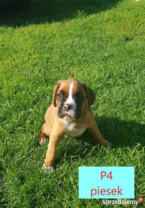 Bokserki Szczenięta sprzedam Małkinia Górna