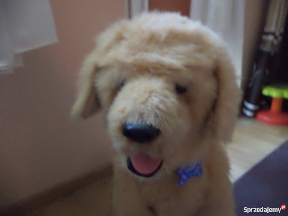 pies biscuit duzy Kalisz