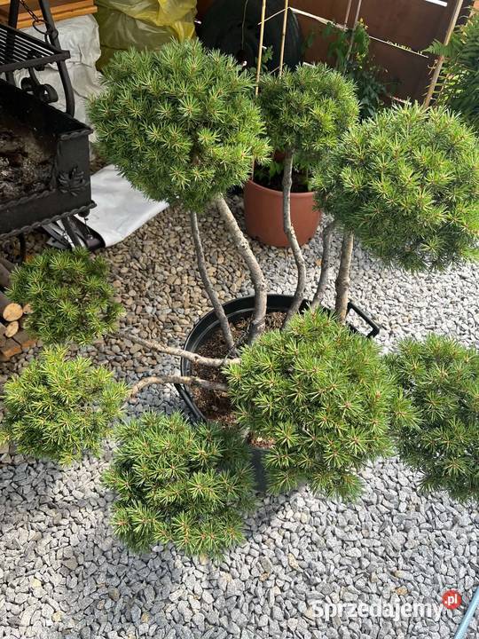 bonsai sosna gnom 120