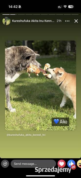 Aiko cudowny szczeniak czerwona suczka Akita Inu
