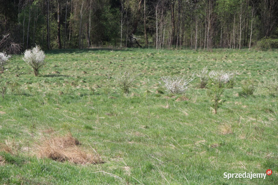 Kompleks działek w miejscowości Skomielna Biała