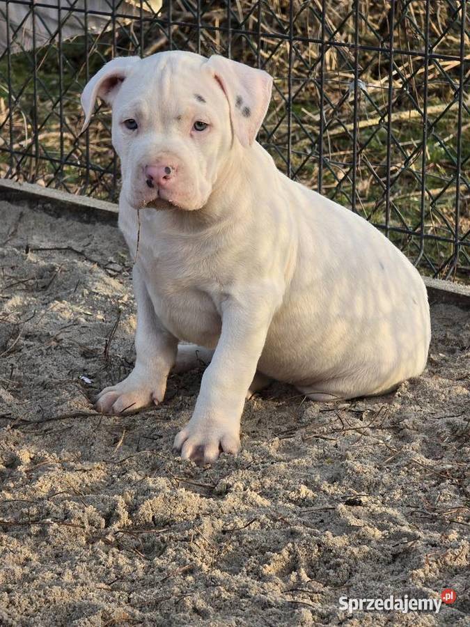 American bully XL opolskie Byczyna