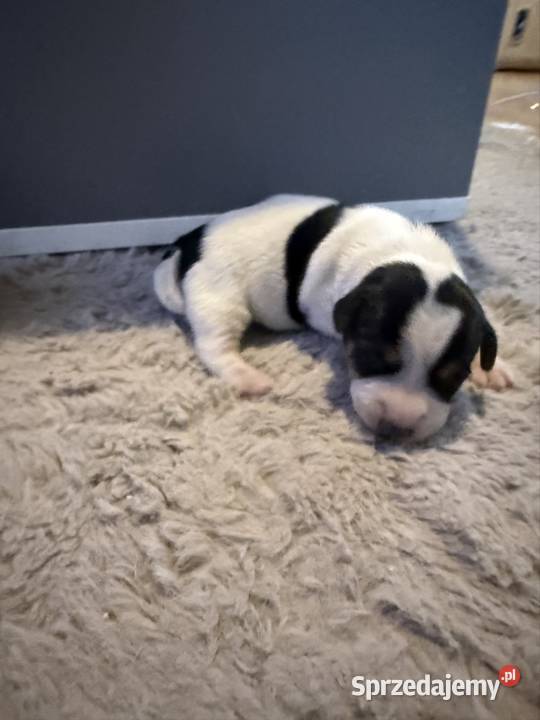 Jack Russell terrier szczeniak suczka śląskie