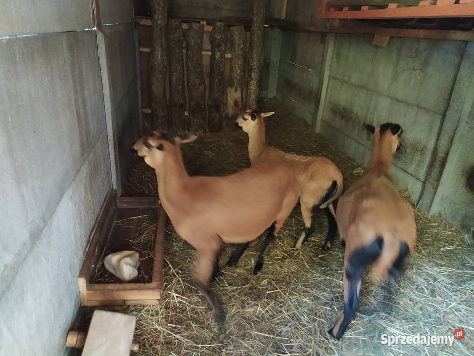 Sprzedam owce kameruńskie