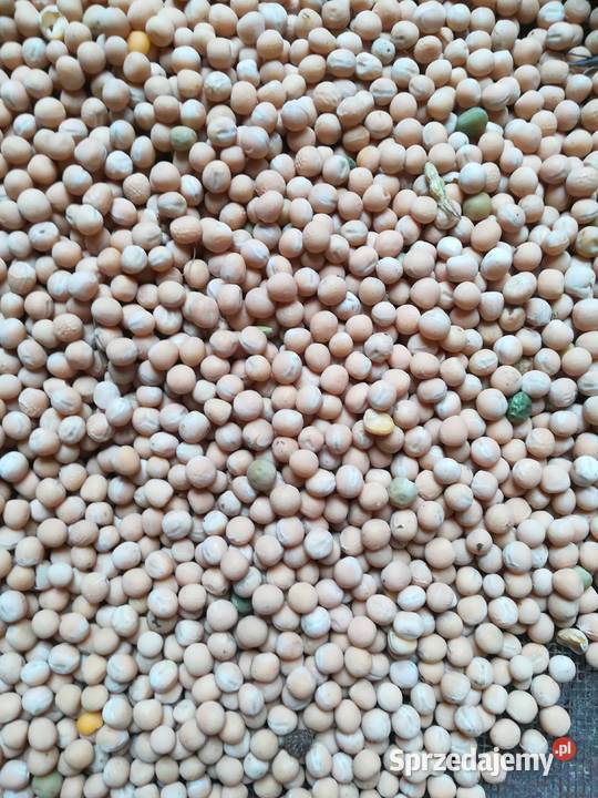 Groch siewny odmiana Batuta 2023 świętokrzyskie Małogoszcz