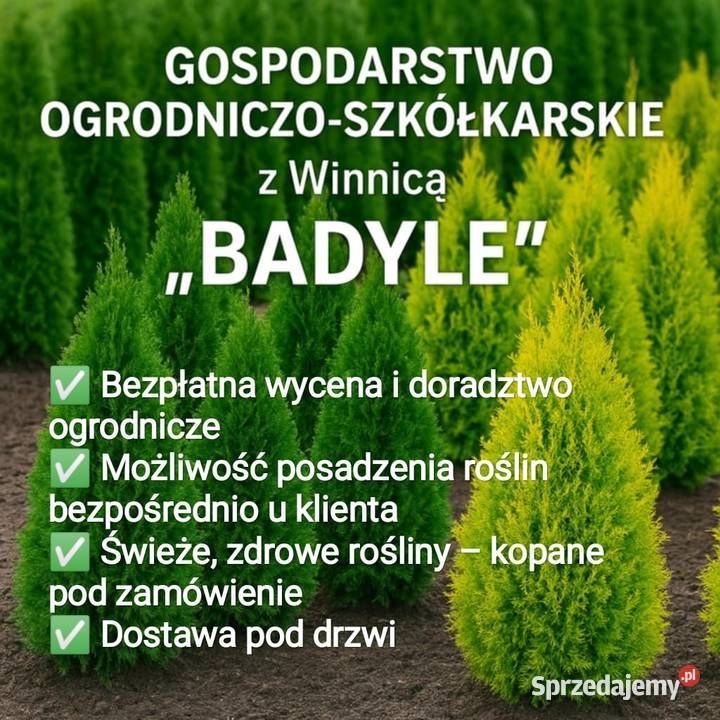 SPRZEDAM NAJŁADNIEJSZE TUJE SZMARAGD Wyjątkowa 7 Ciężkowice