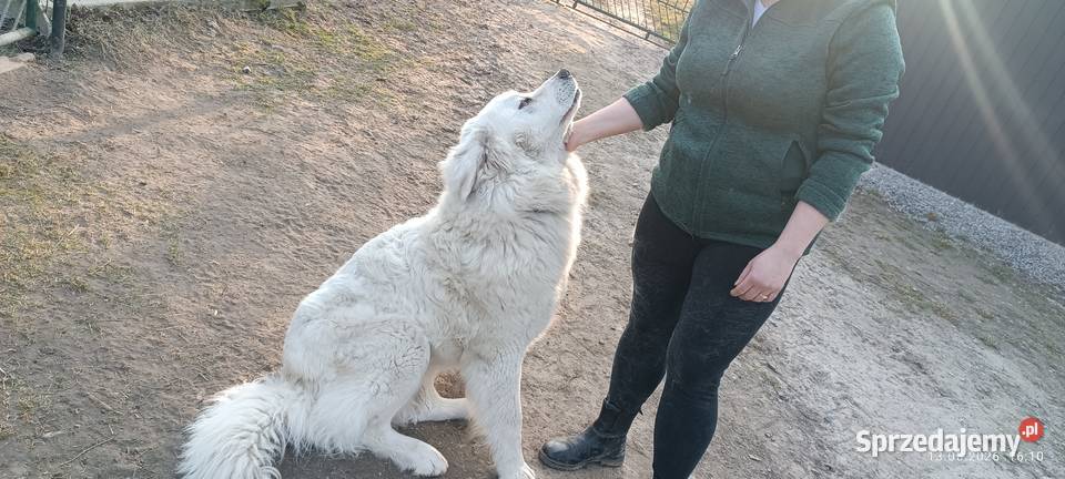 Owczarek podhalański szczeniak pies suczka Osina