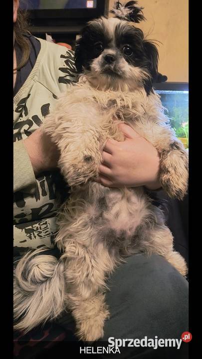 Pieski shih tzu Gostyń