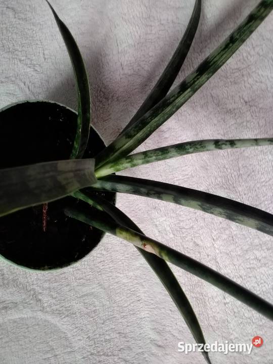 sansevieria roślina doniczkowa Łódź