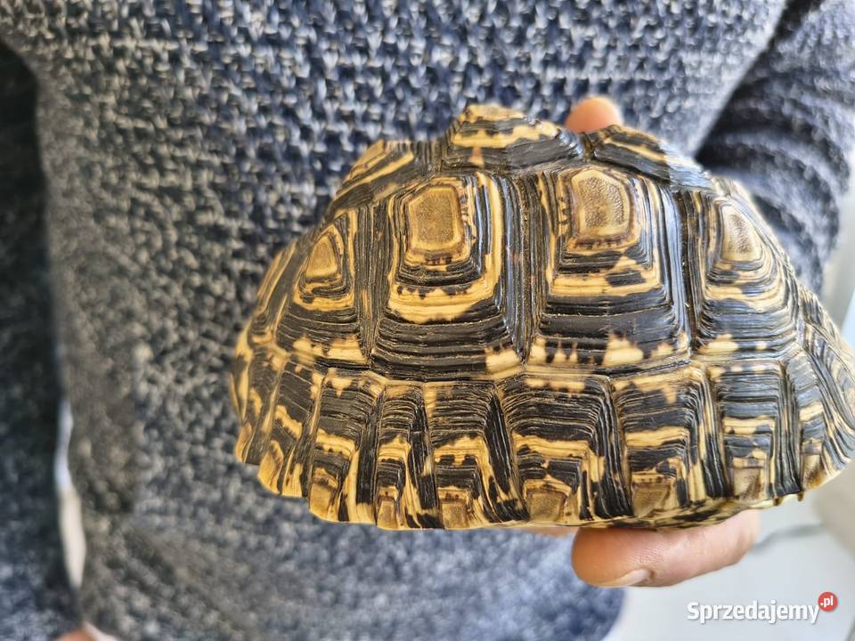 Żółw Lamparci dolnośląskie Jawor