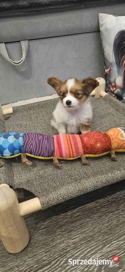 Papillon FCIZKWP Spaniel Kontynentalny Jelenia Góra